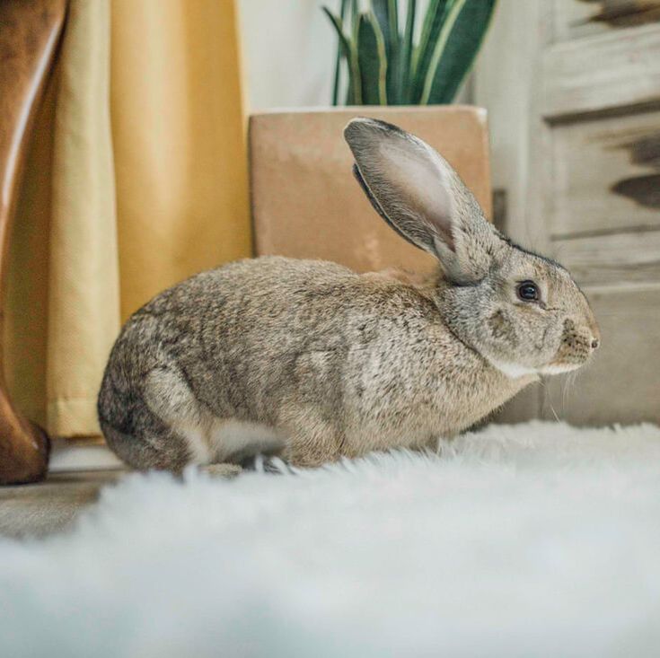 Continental Giant Rabbits for Sale
