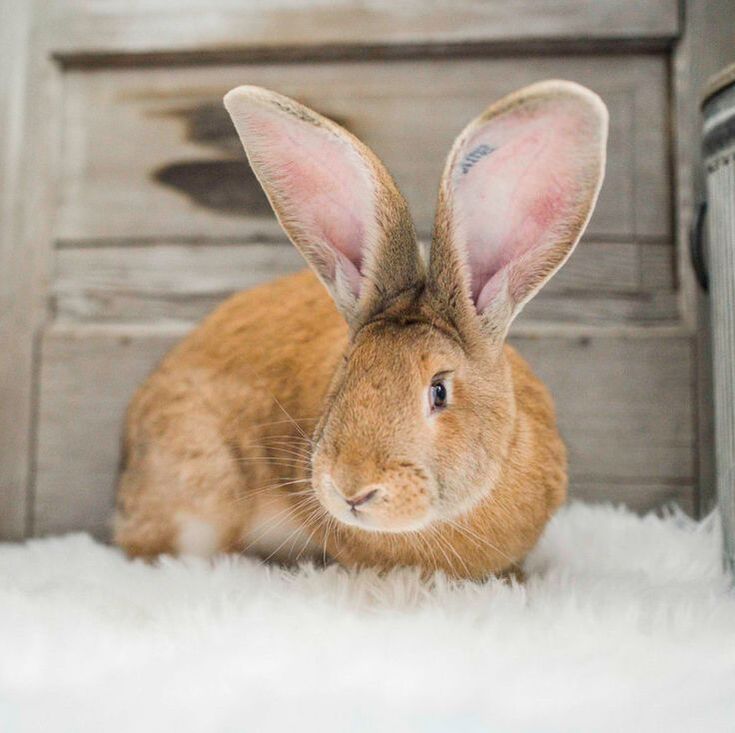Continental Giant Rabbits for Sale